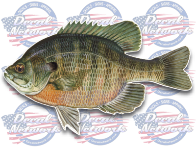 Bluegill fish full color vinyl decal