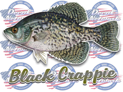 Black Crappie full color vinyl fish decal sticker
