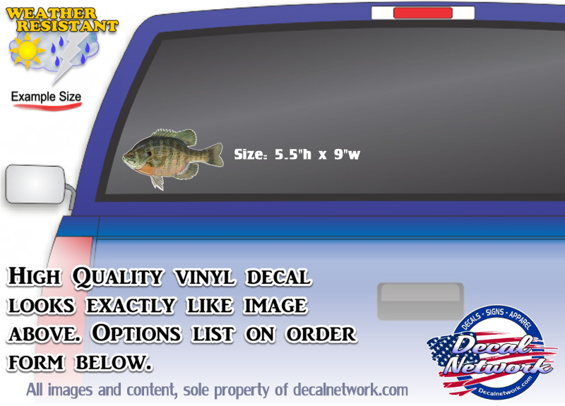 Bluegill fish full color vinyl decal