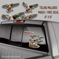 Mallards Tolling in marsh waterfowl duck hunting vinyl decal full color