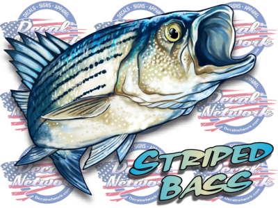 Striped Bass full color vinyl Rock fish decal