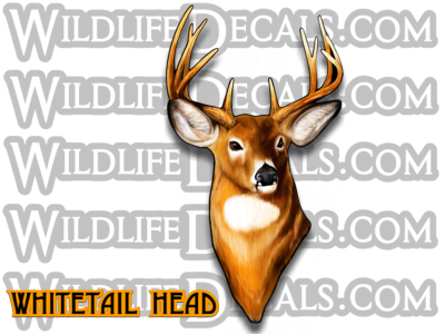 whitetail buck deer head decal
